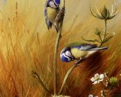 Bluetits On A Teasel - 阿奇博尔德·索伯恩